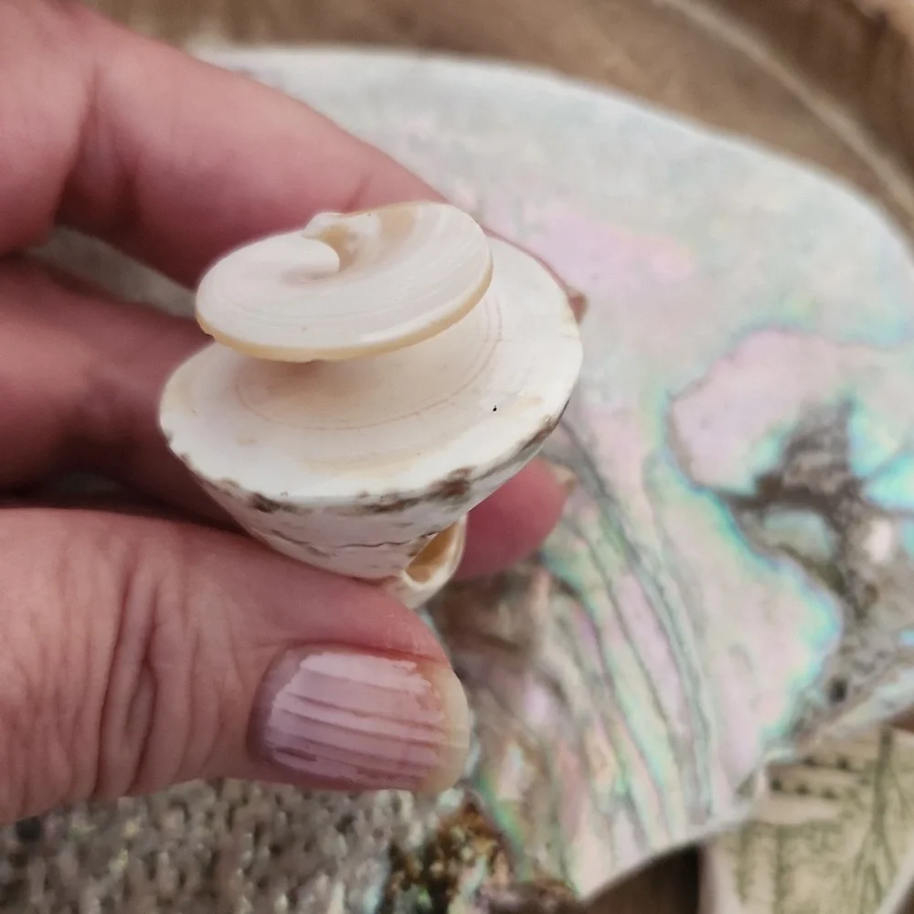 Sea Shell Ring - Picture 3 of 7